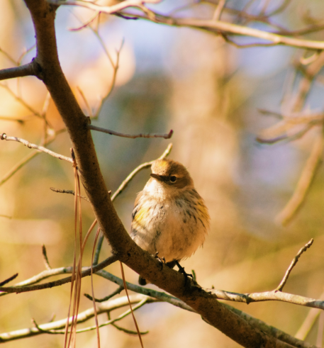 IMG_4458_VSCO Photo of a bird resting on a tree branch in the fall.