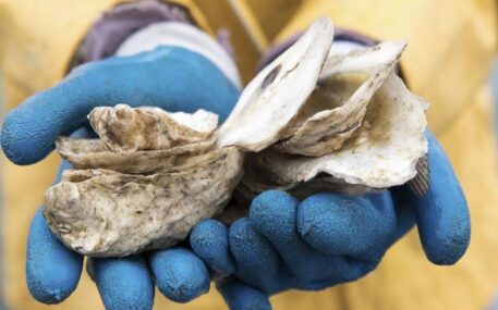 oysters